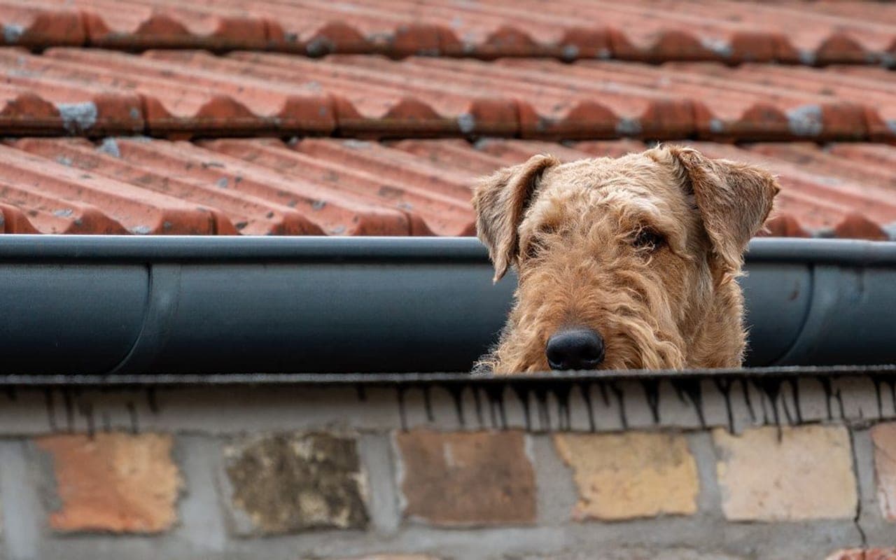 Welsh Terrier — gallery 2