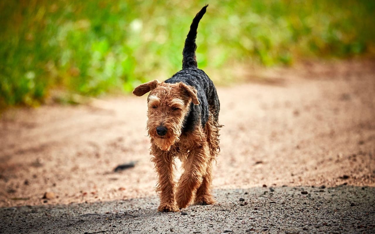 Welsh Terrier — photo by Dariusz Grosa (Pexels)