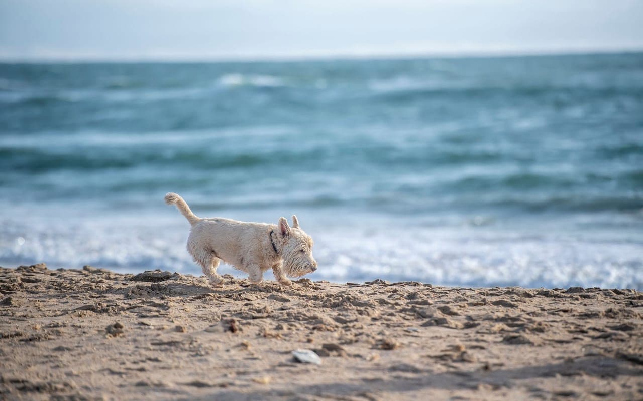 West Highland White Terrier