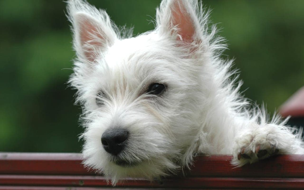 West Highland White Terrier — gallery 2