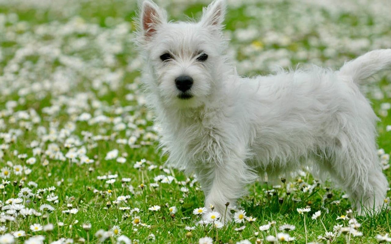 West Highland White Terrier — gallery 3