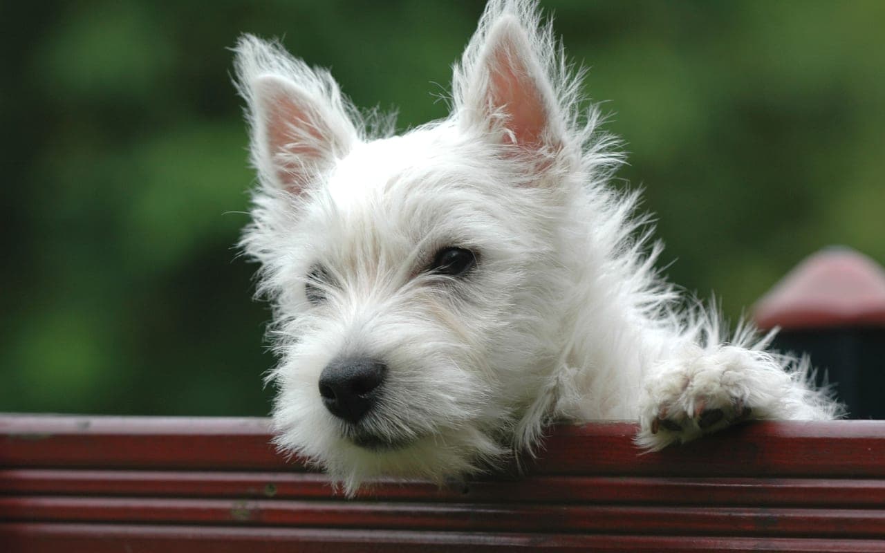 West Highland White Terrier — photo by Luc AVE (Pexels)