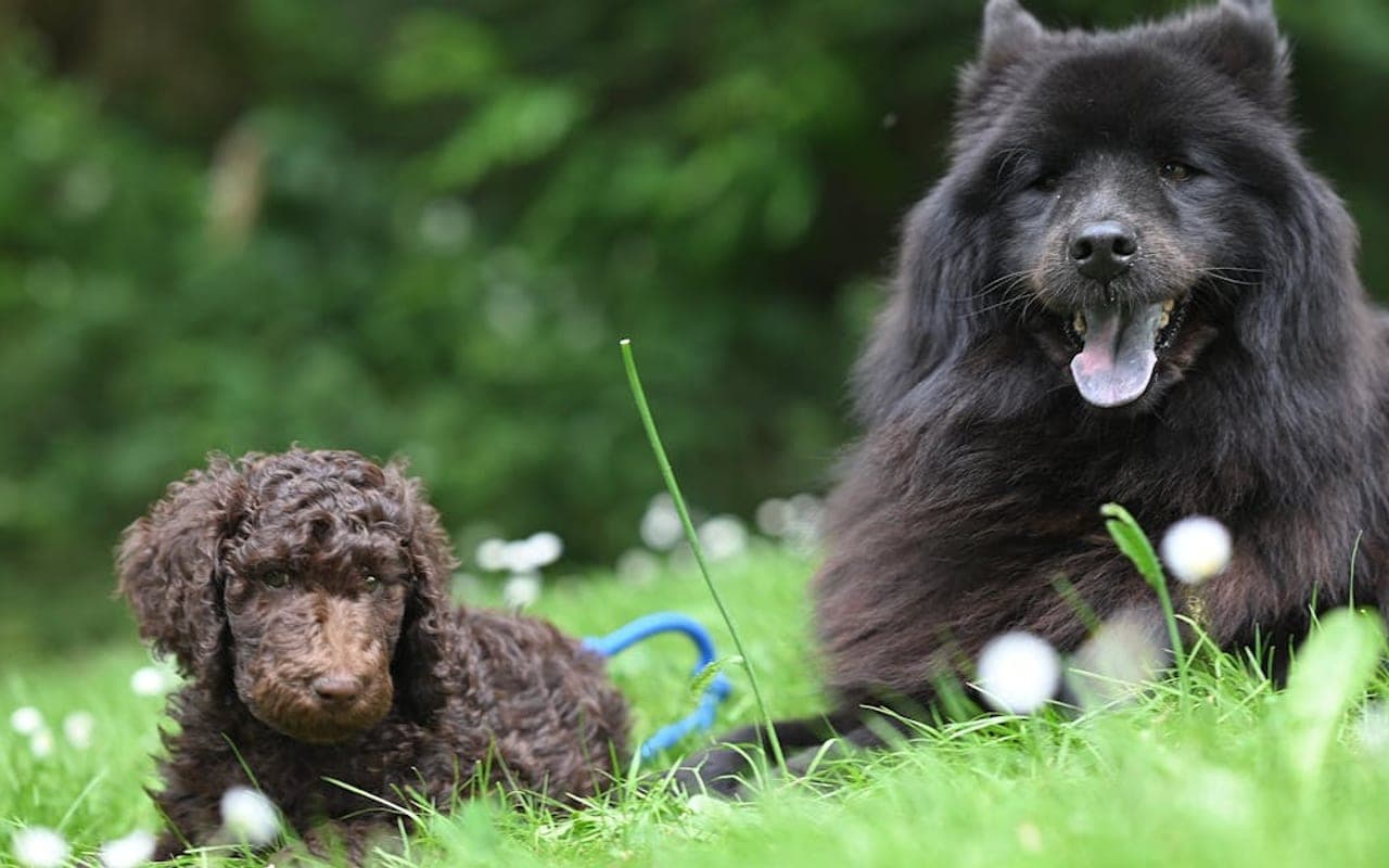 Wetterhoun dog breed portrait