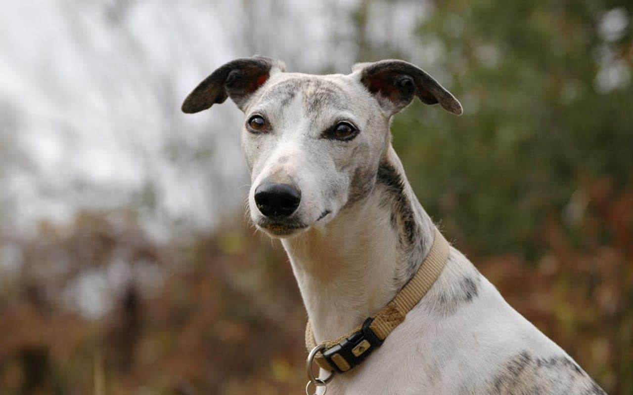 Whippet