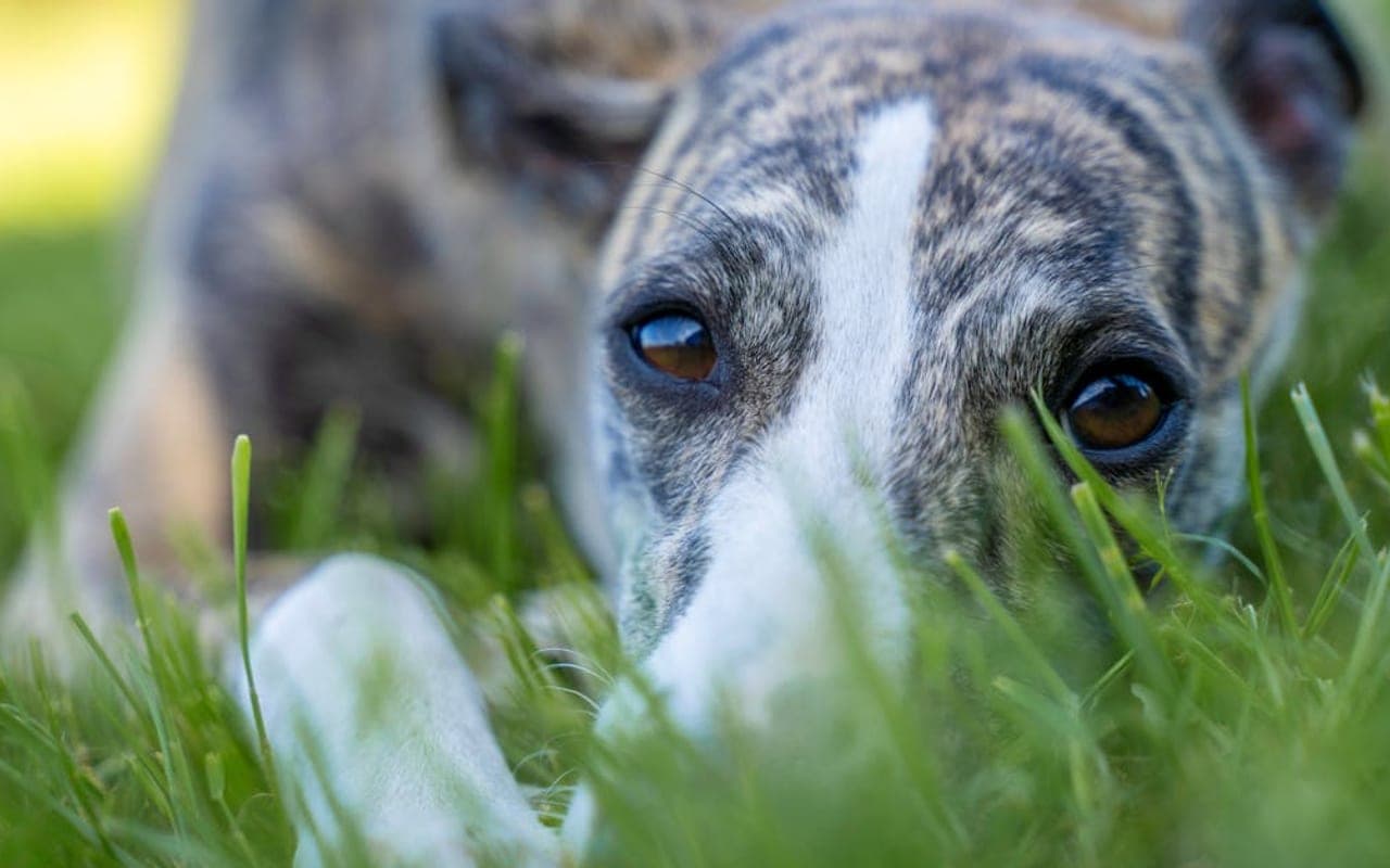 Whippet — gallery 2