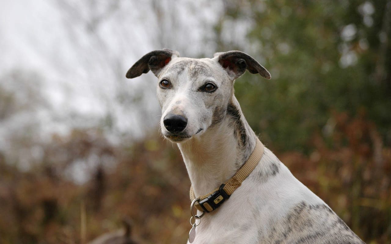 Whippet — photo by Deann DaSilva (Pexels)