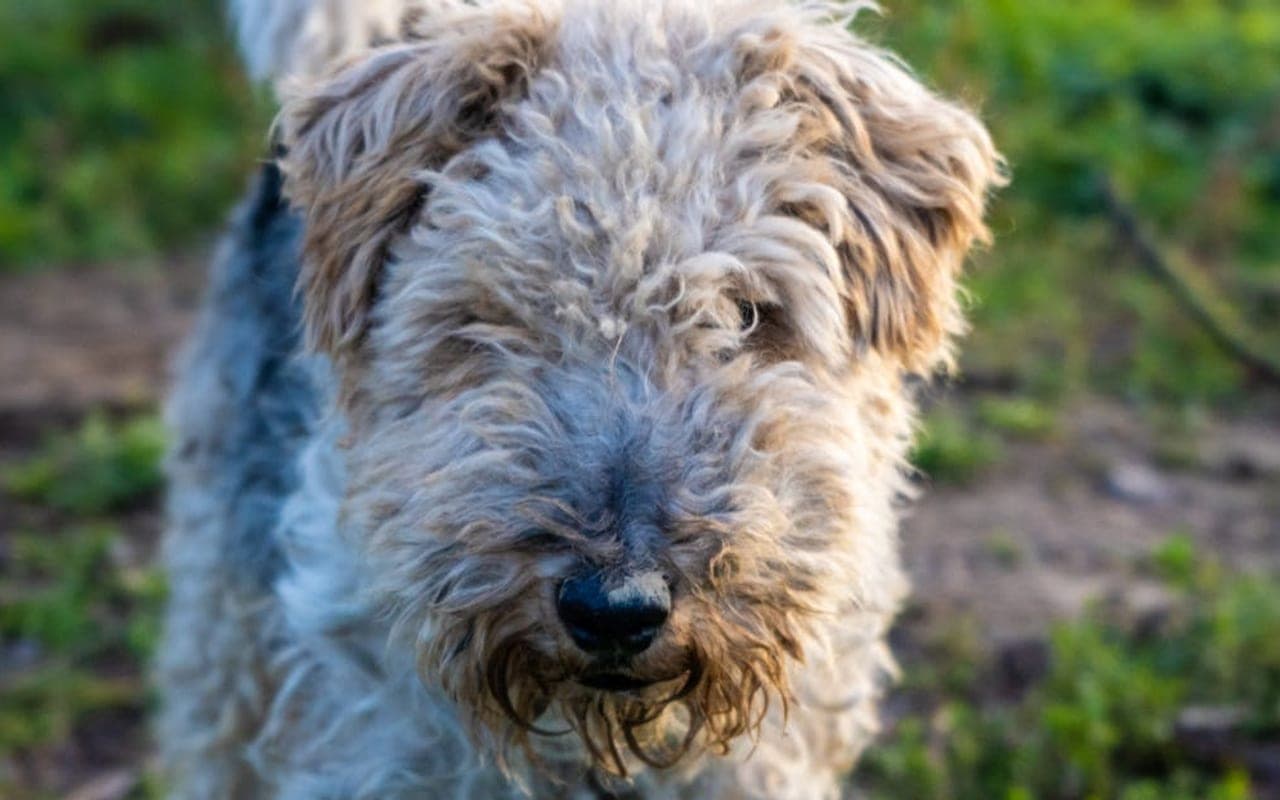 Wire Fox Terrier