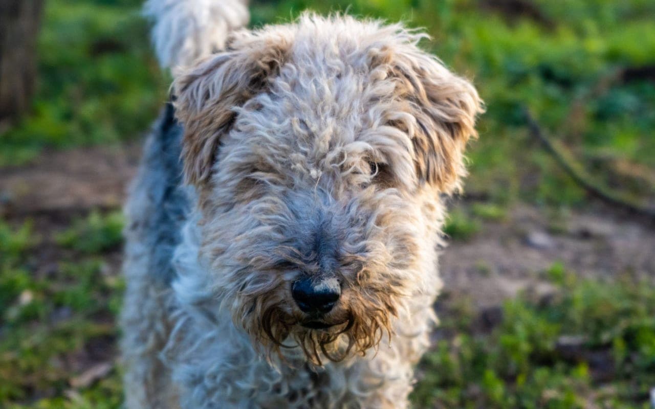 Wire Fox Terrier — photo by Horatiu Daniel (Pexels)