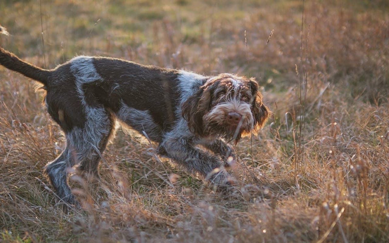 Wirehaired Pointing Griffon