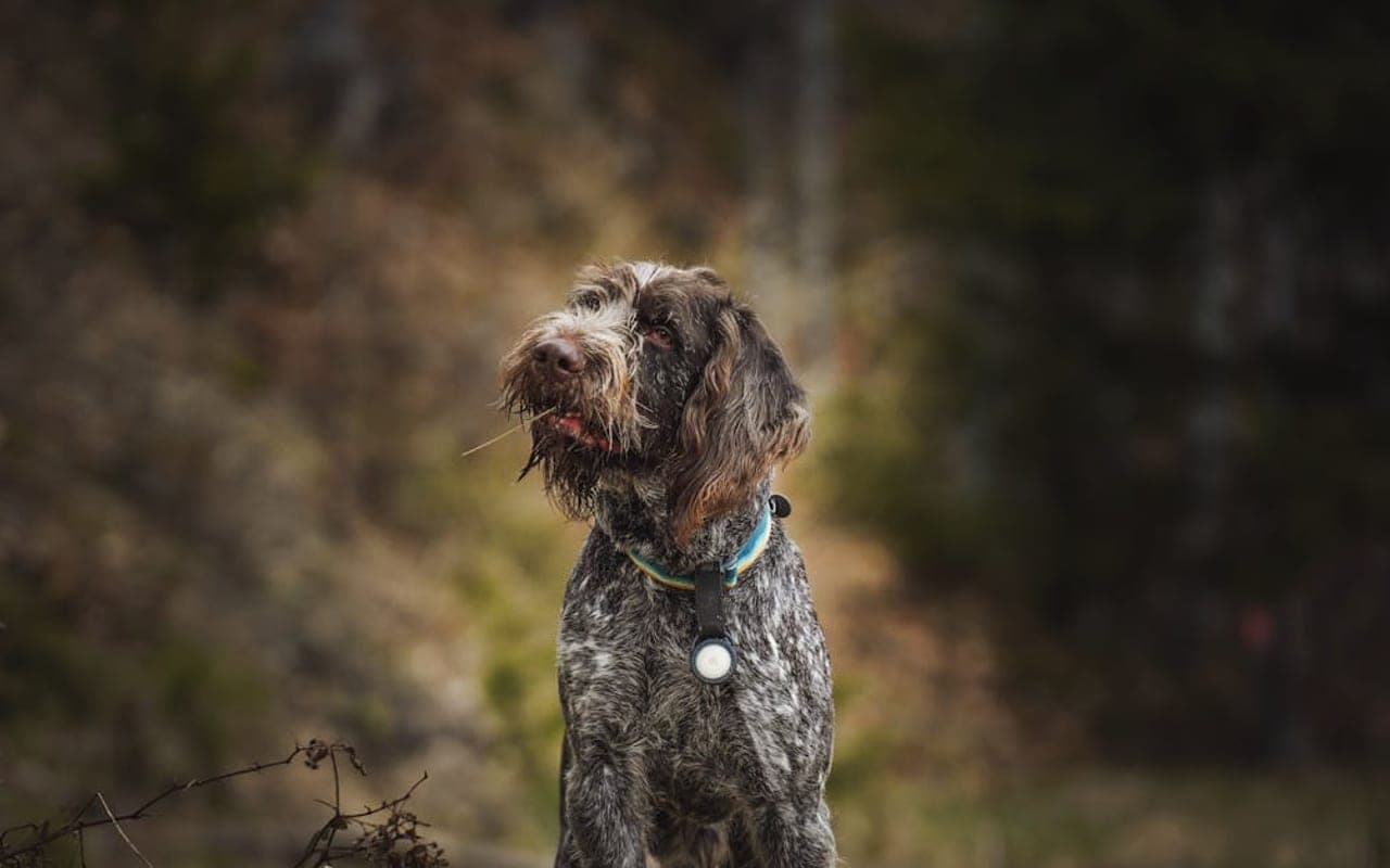 Wirehaired Pointing Griffon — gallery 2