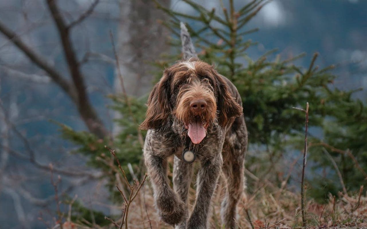 Wirehaired Pointing Griffon — gallery 3
