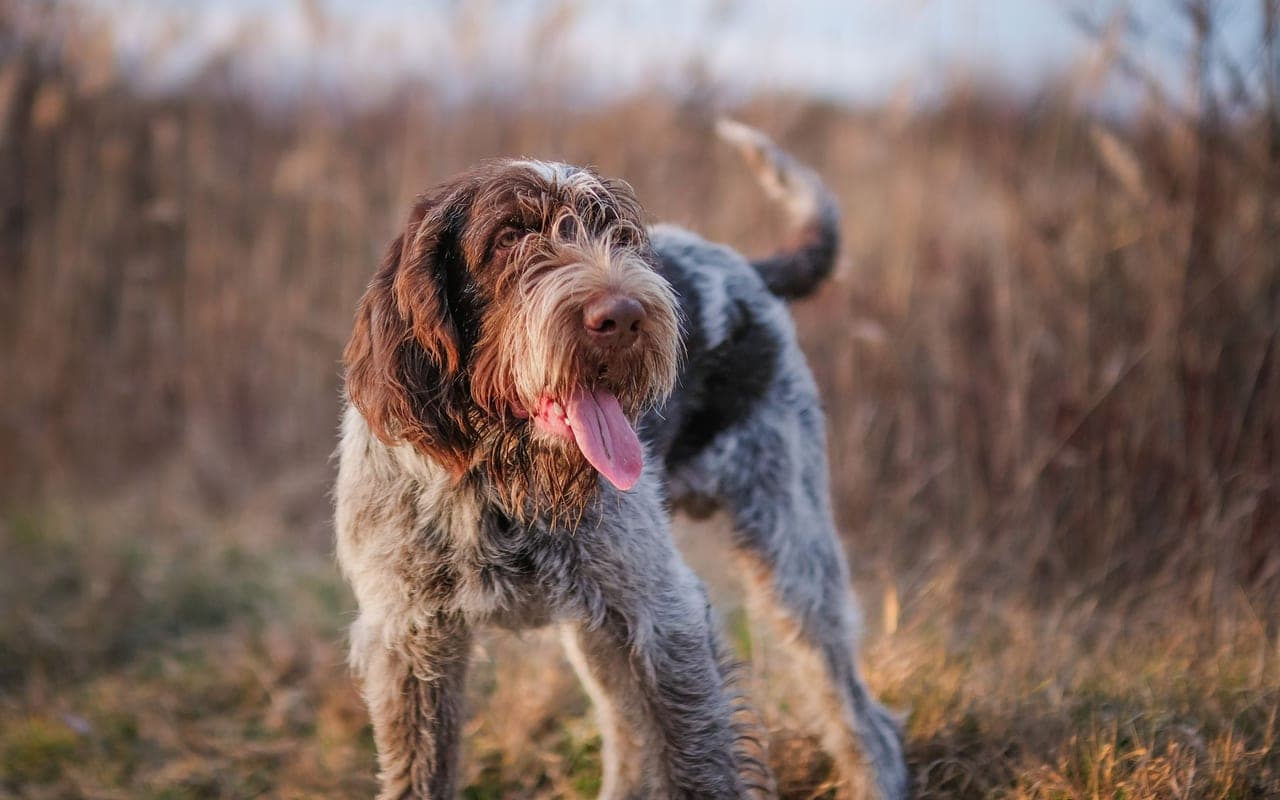 Wirehaired Pointing Griffon — photo by Andreas Schnabl (Pexels)
