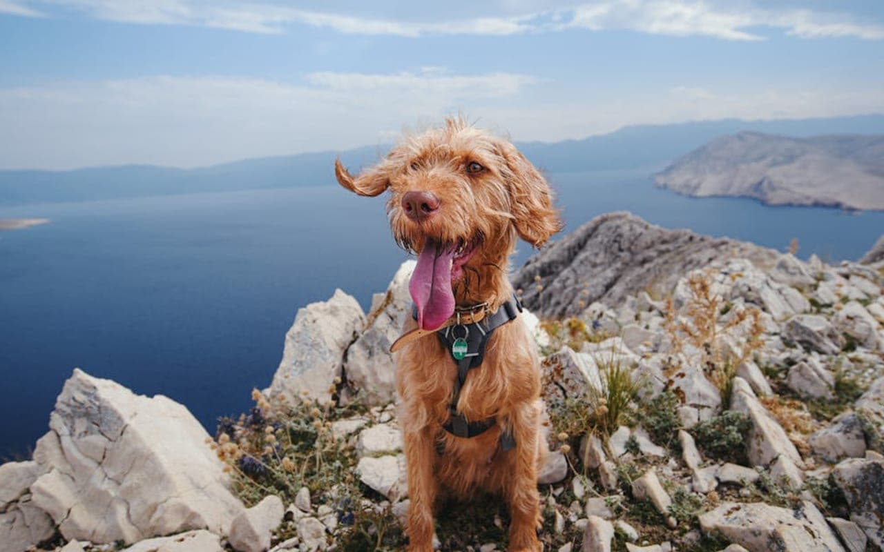 Wirehaired Vizsla