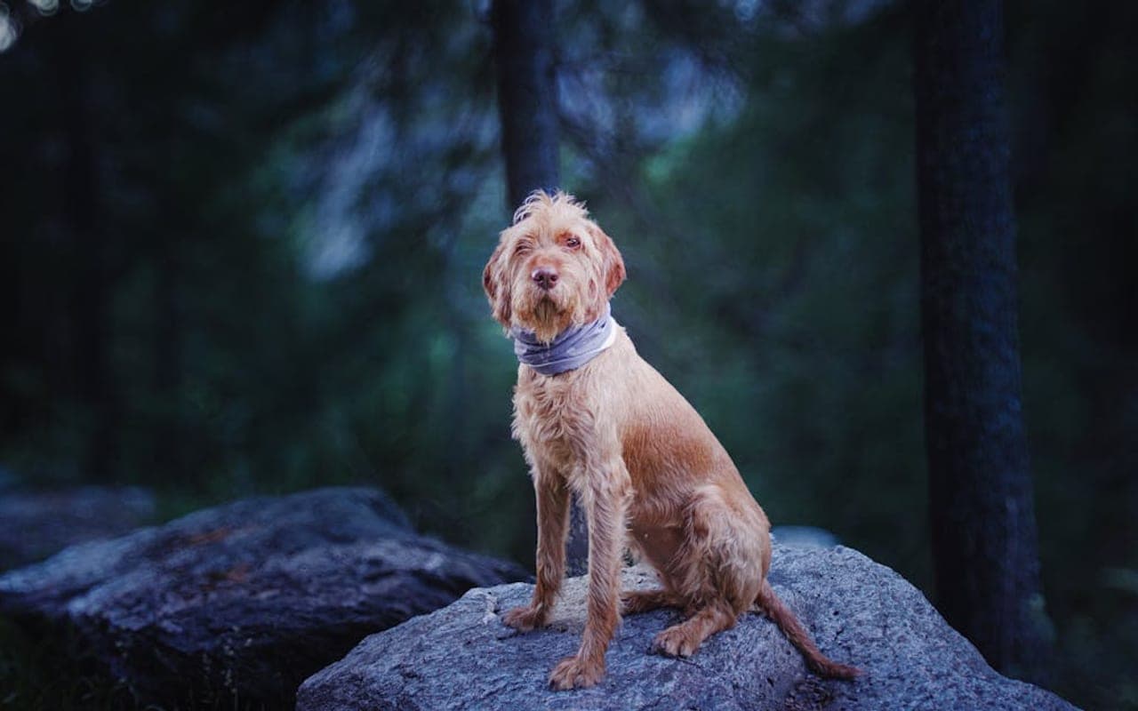 Wirehaired Vizsla — gallery 2