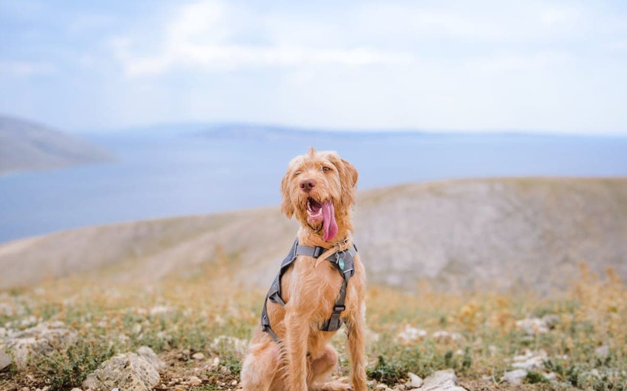 Wirehaired Vizsla — gallery 3