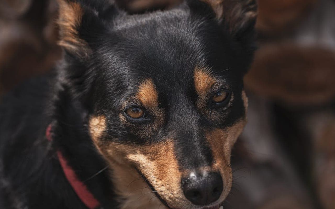 Working Kelpie dog breed portrait