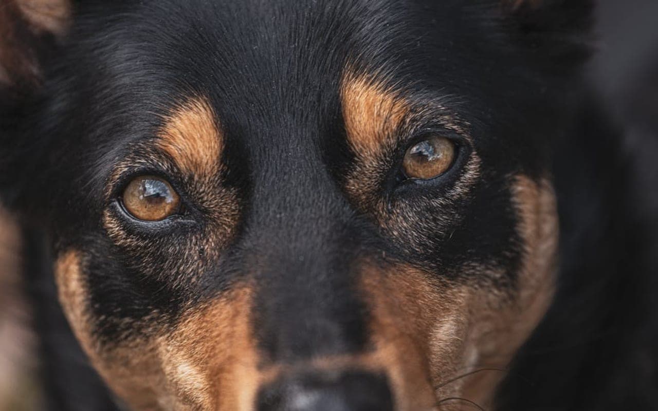 Working Kelpie — gallery 3