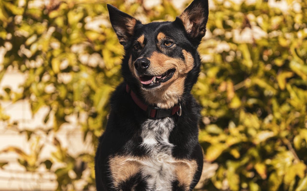 Working Kelpie — gallery 4