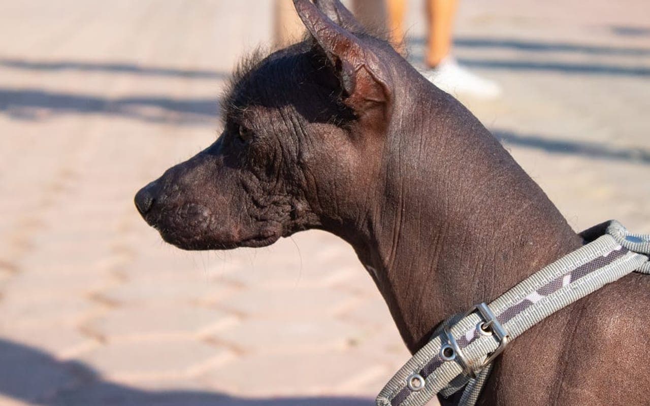 Xoloitzcuintli dog breed portrait