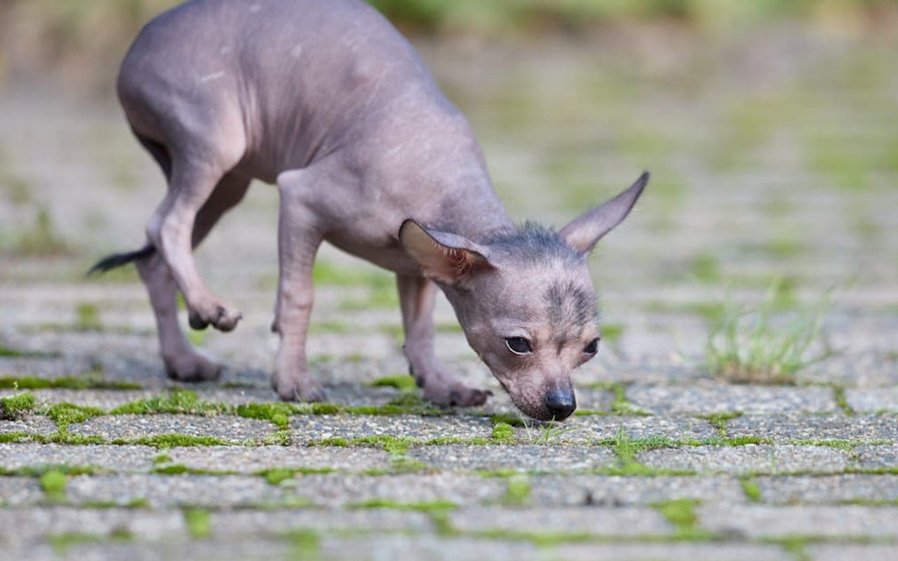 Xoloitzcuintli — gallery 2