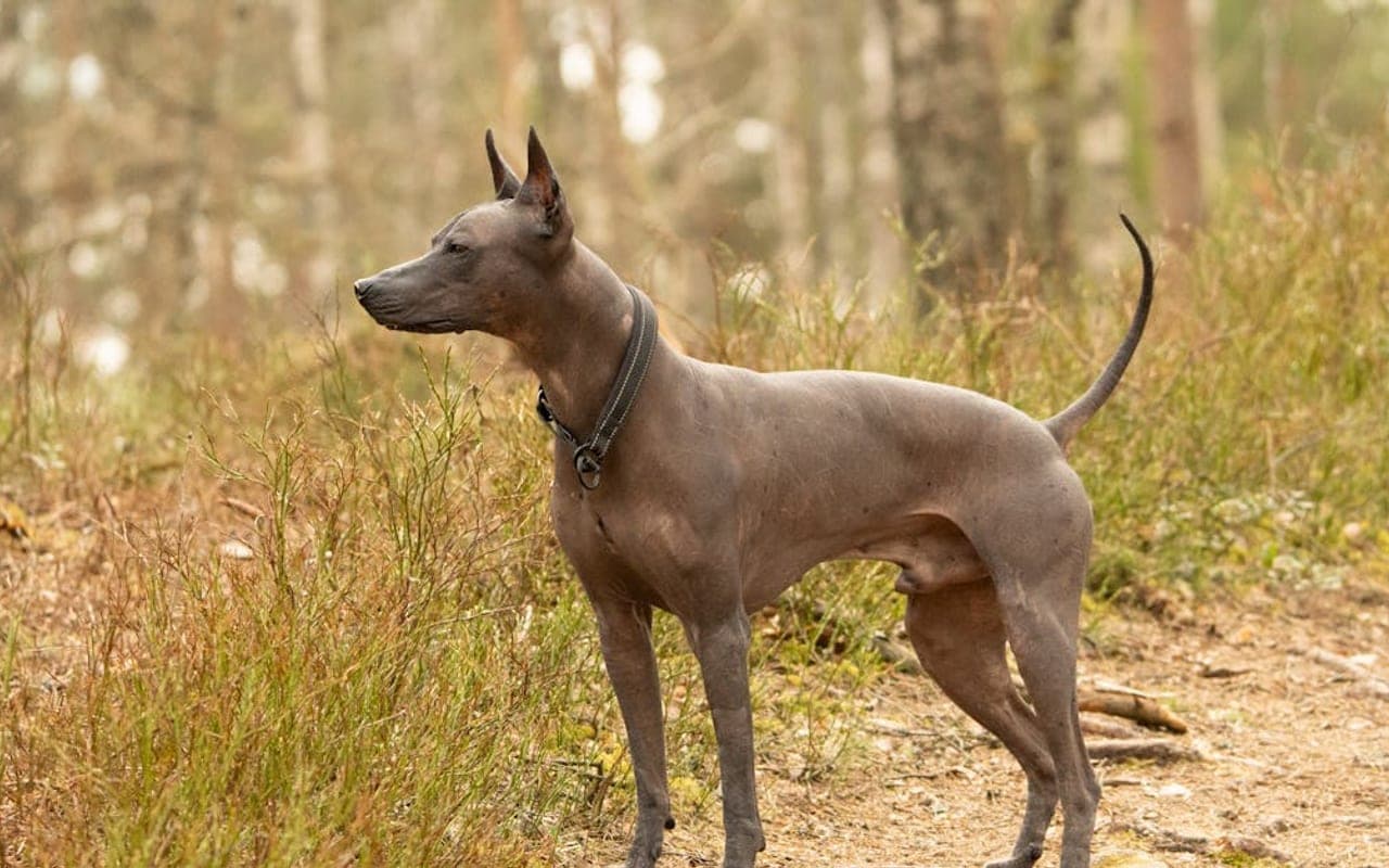 Xoloitzcuintli — gallery 3