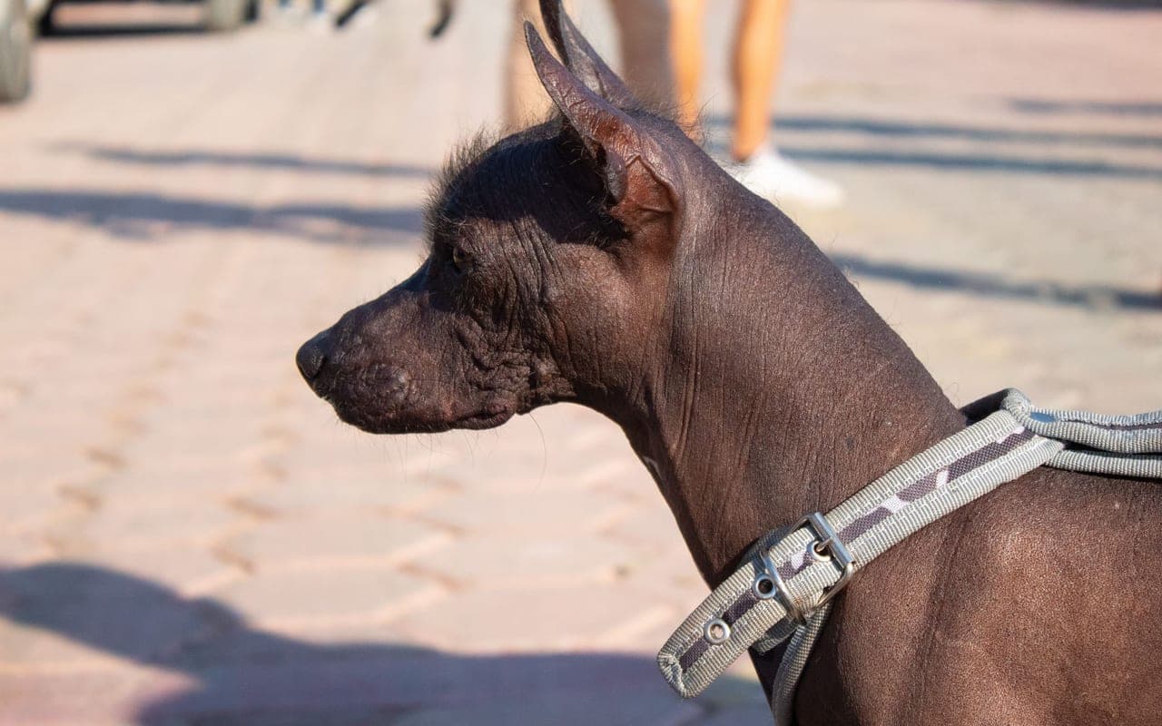 Xoloitzcuintli — photo by Yo Soy Flashh (Pexels)
