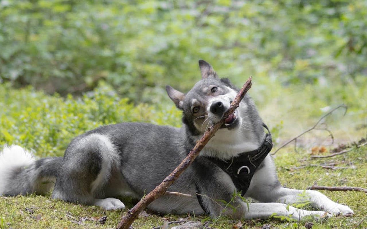 Yakutian Laika — gallery 2