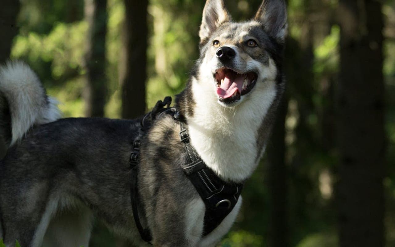 Yakutian Laika — gallery 3