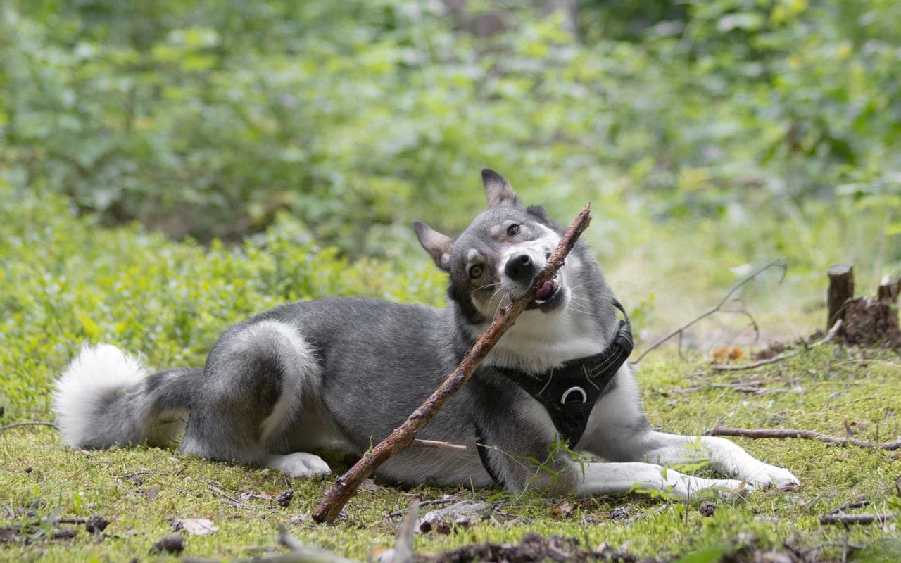 Yakutian Laika — photo by Viktorija Stankevičiūtė (Pexels)