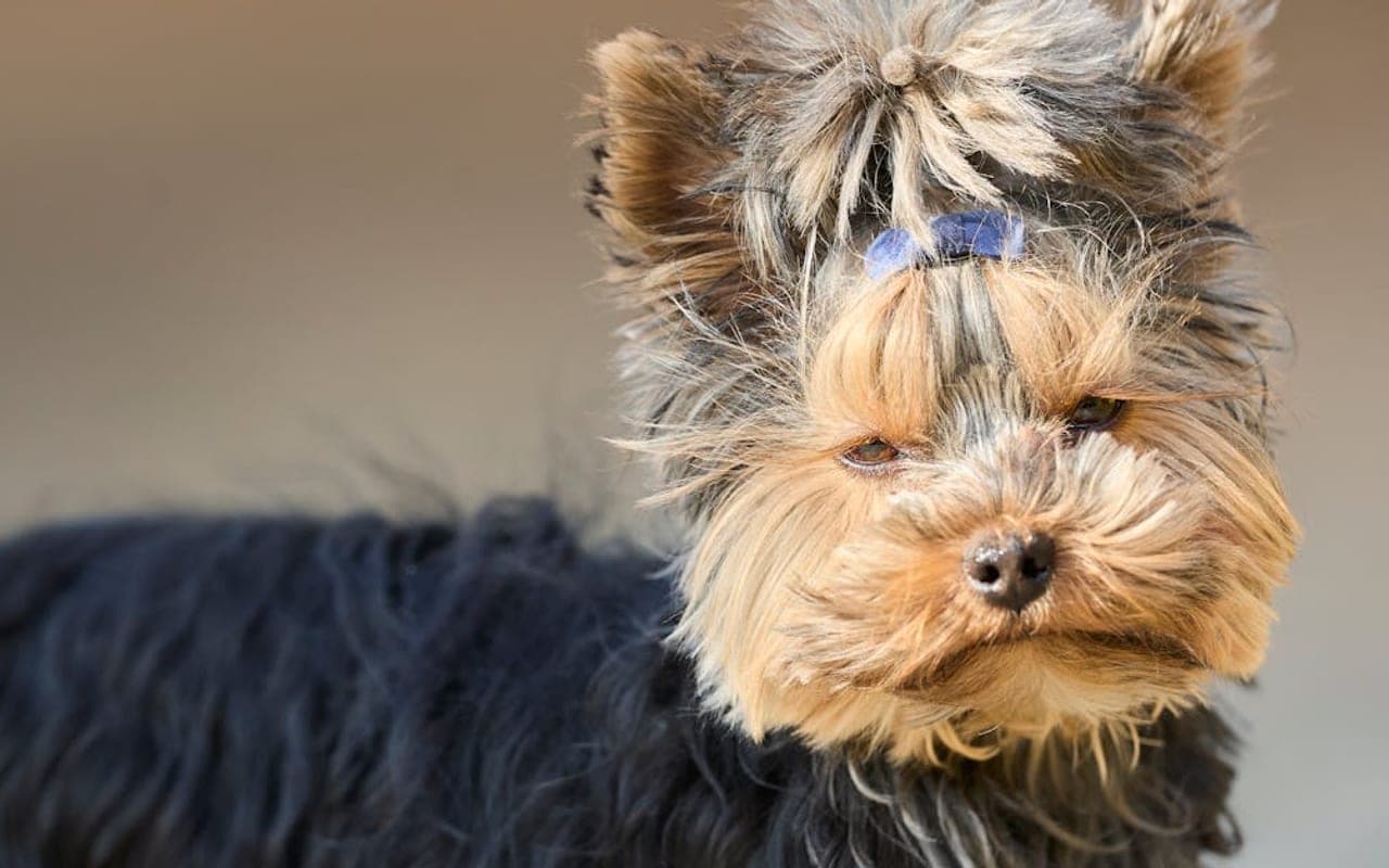Yorkshire Terrier dog breed