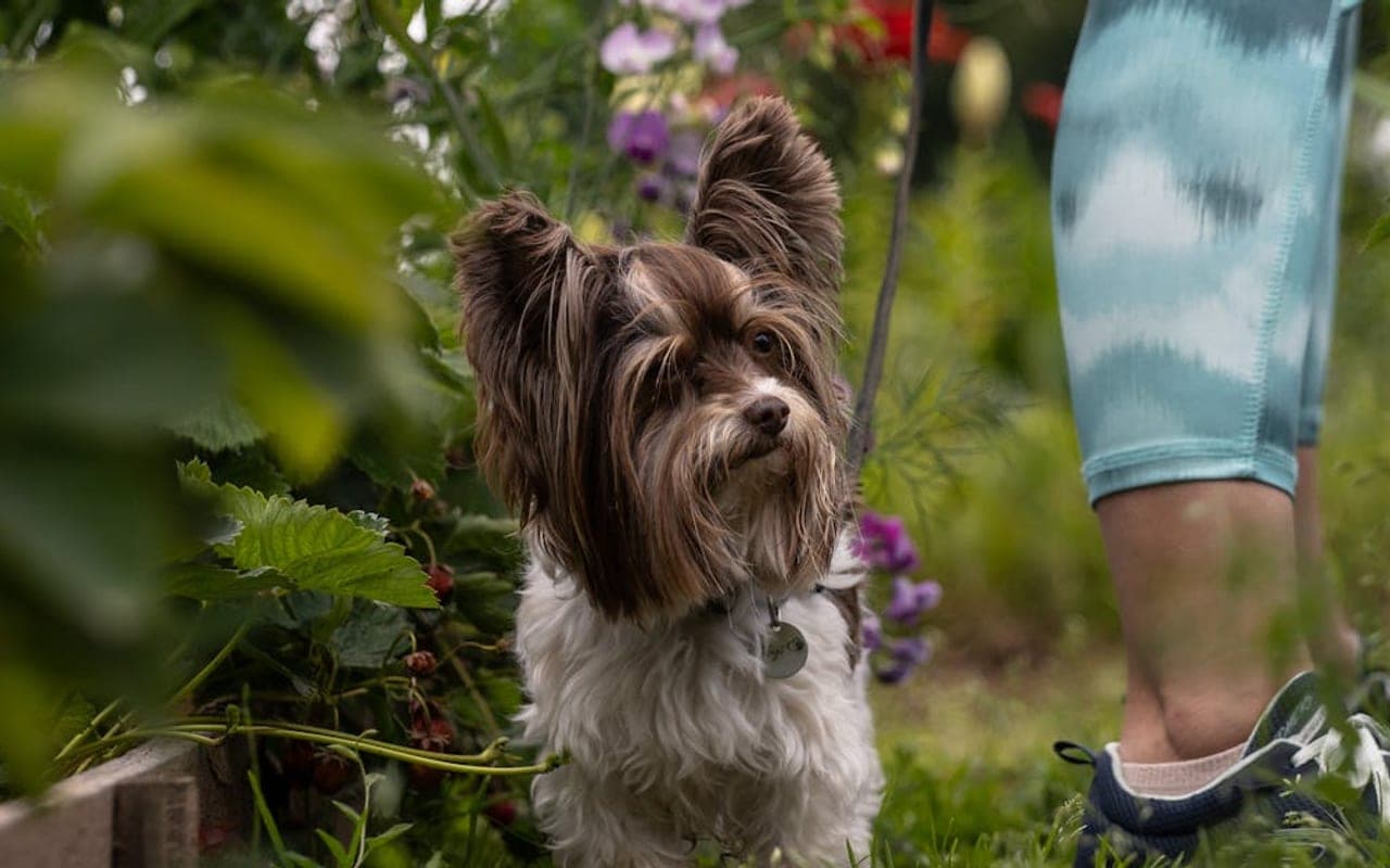 Yorkshire Terrier — gallery 4