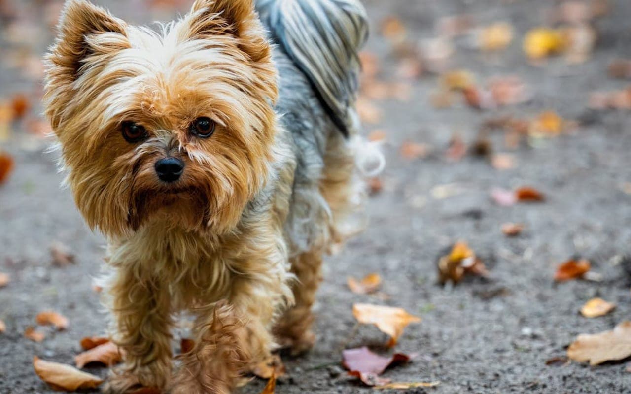 Yorkshire Terrier — gallery 5