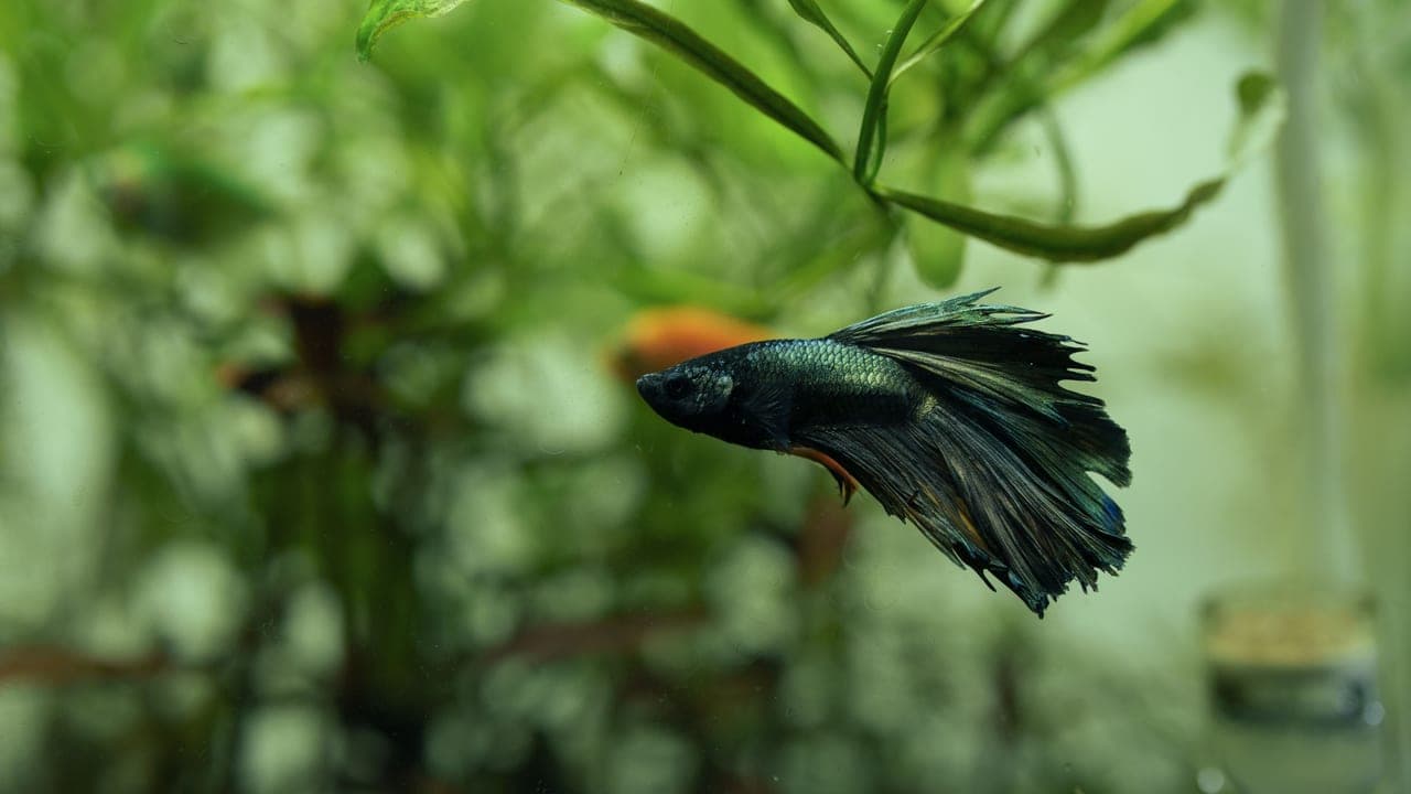 Betta Fish breed
