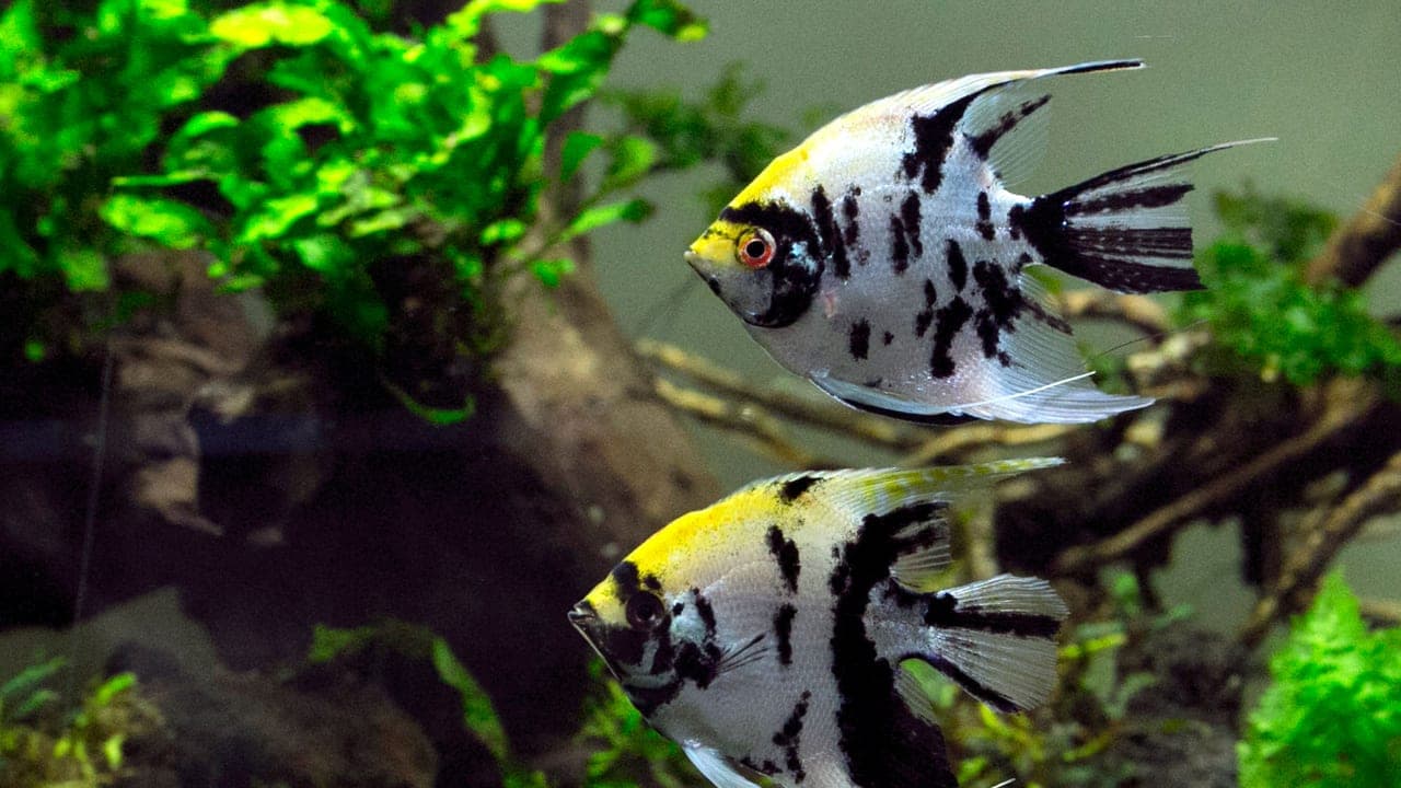 Freshwater Angelfish breed