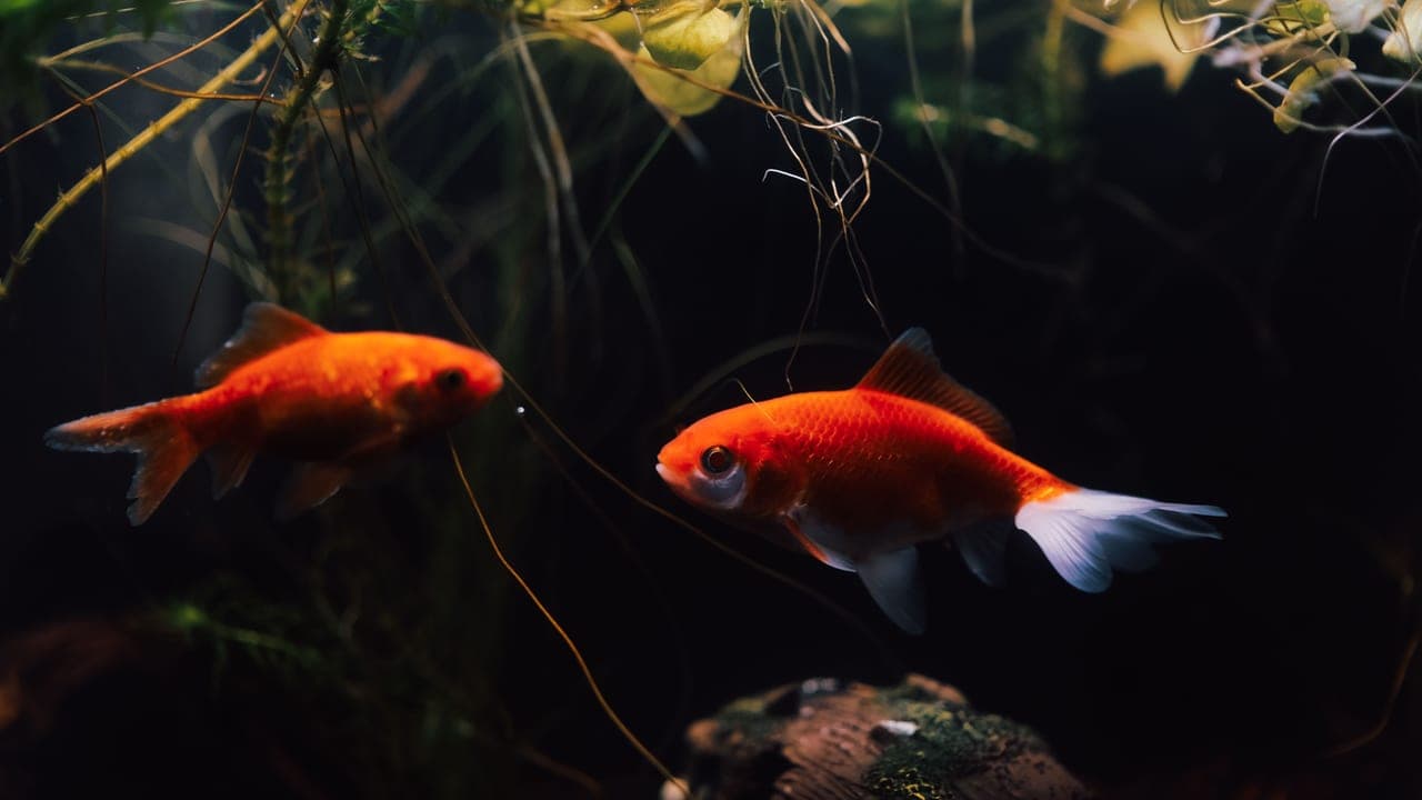 Goldfish breed