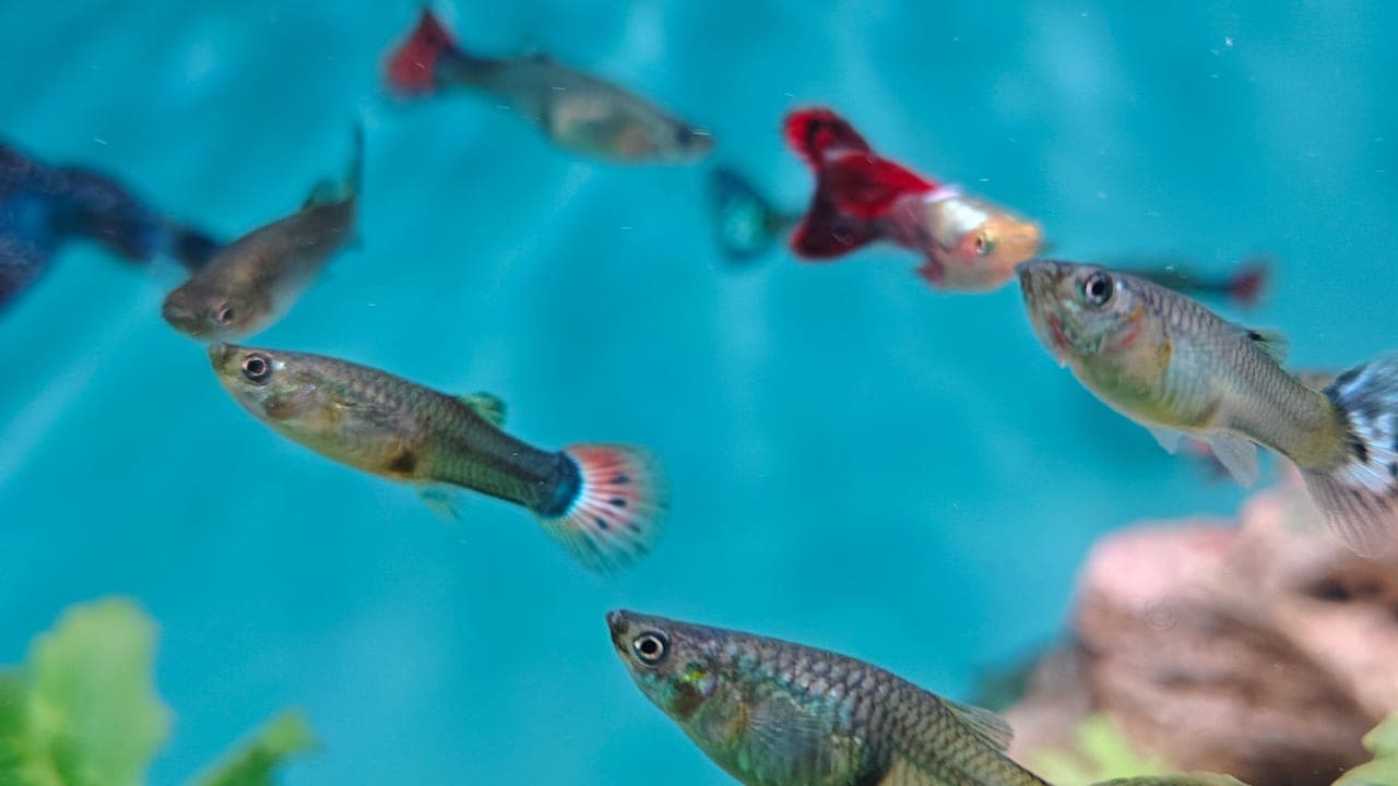 Guppy breed