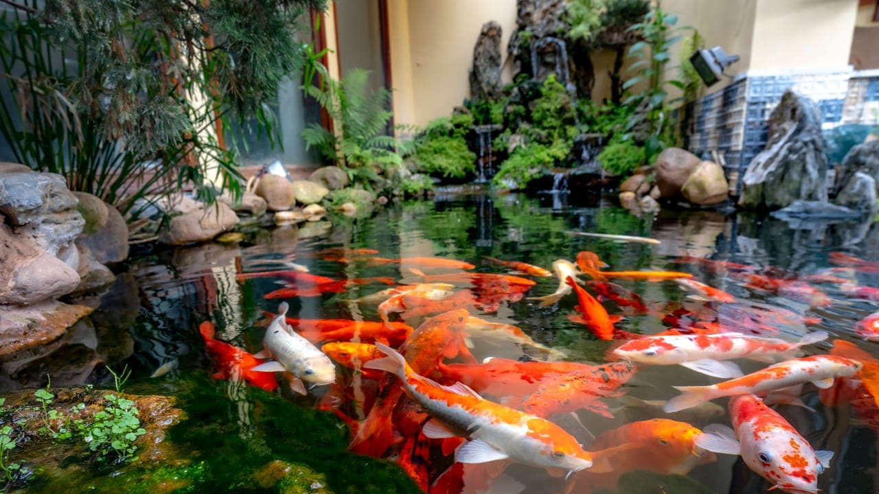 Koi breed