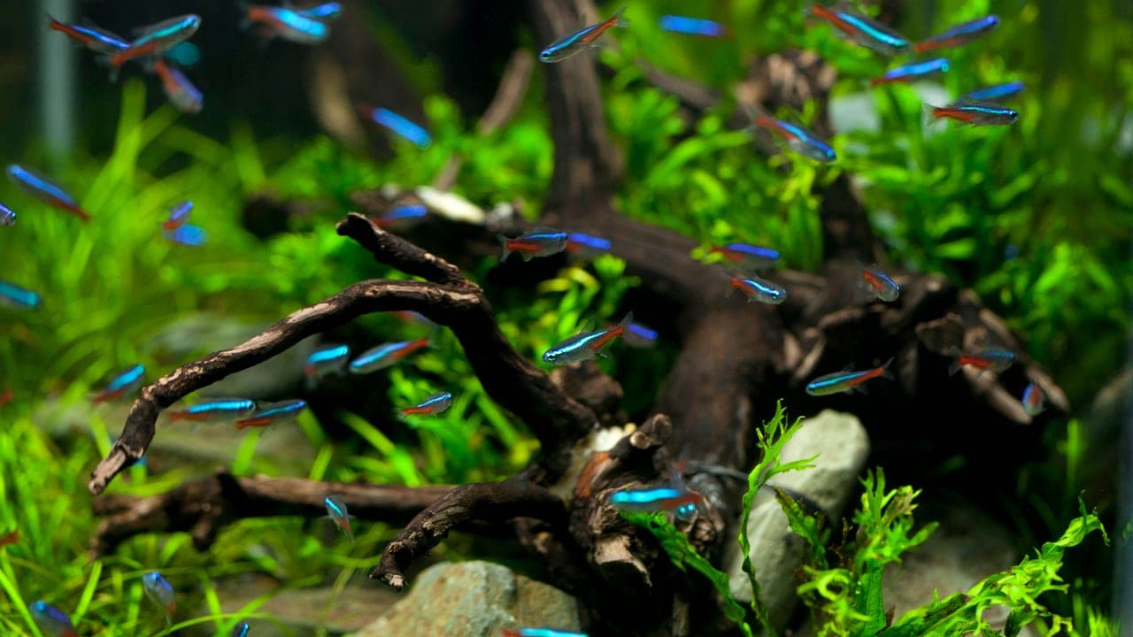 Neon Tetra breed
