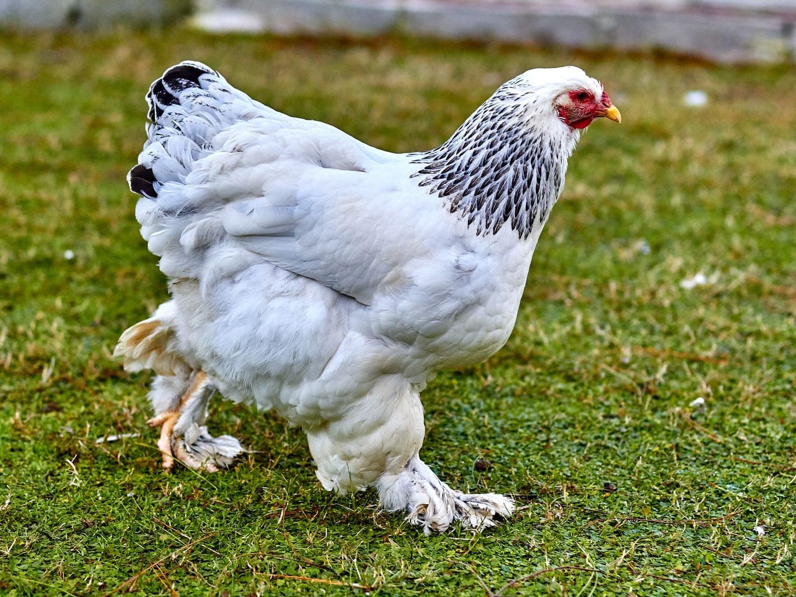 A Light Brahma hen with white plumage, black-laced neck hackles, a pea comb and heavily feathered legs and feet, on grass.