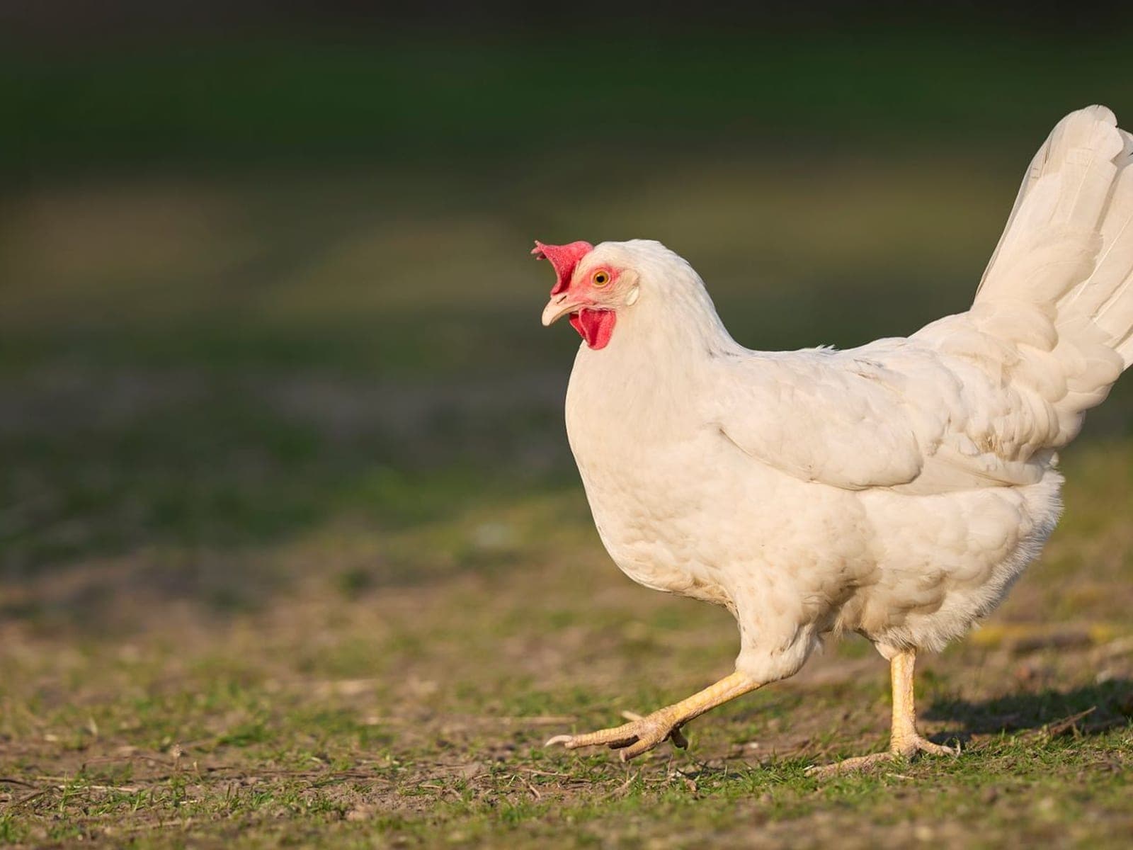 A White Leghorn hen with pure white plumage, a large red single comb and yellow unfeathered legs, walking in a rural field.