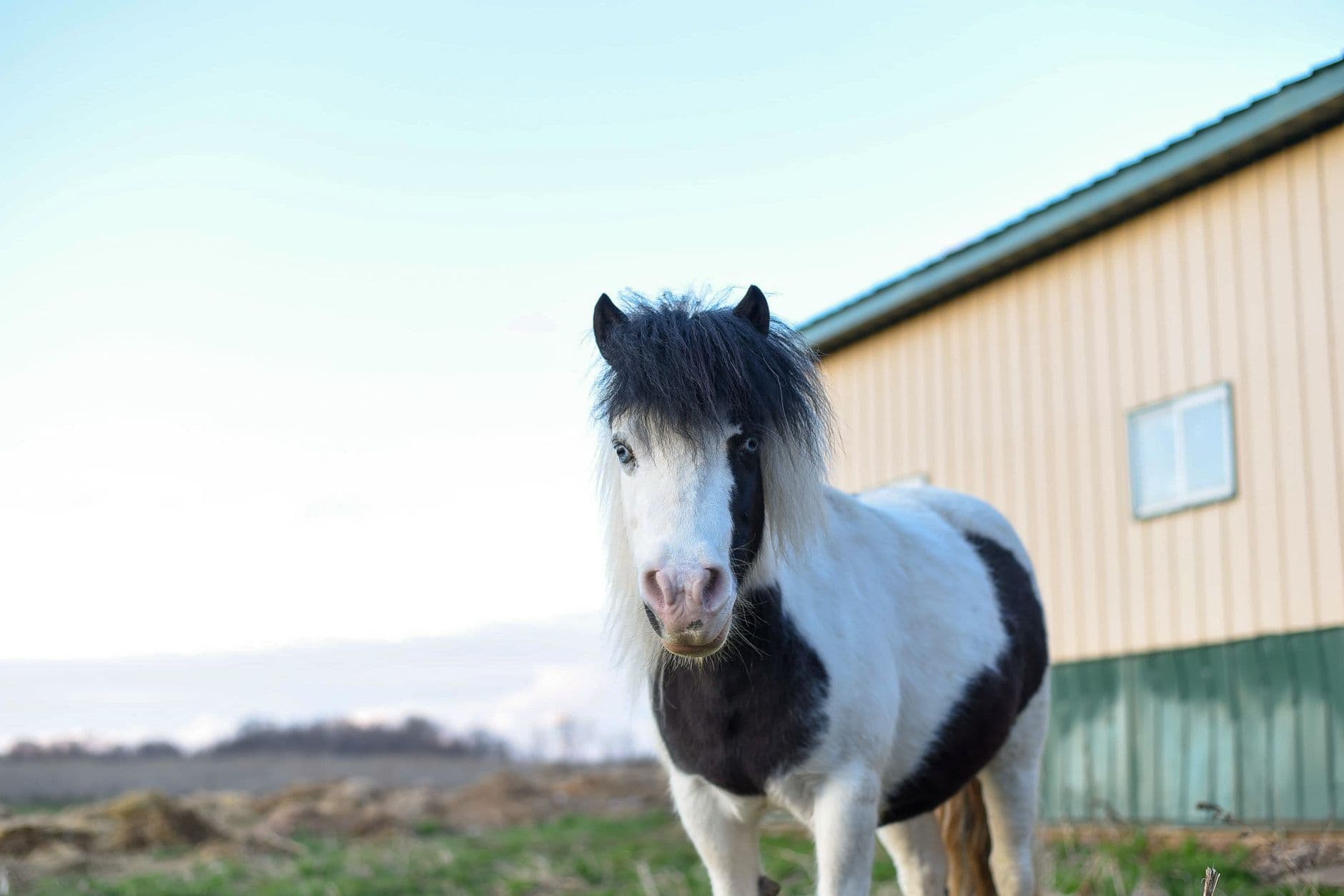 Miniature Horse — Beautiful white and black Falabella miniature horse standing in paddock in countryside and looking at camera