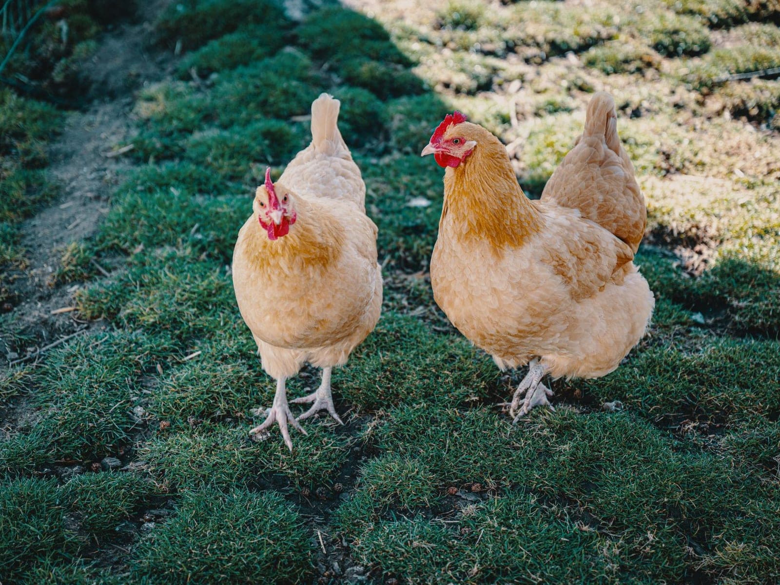 Buff Orpington hens with uniform golden-buff plumage and profuse soft feathering giving a broad rounded body, walking on grass.
