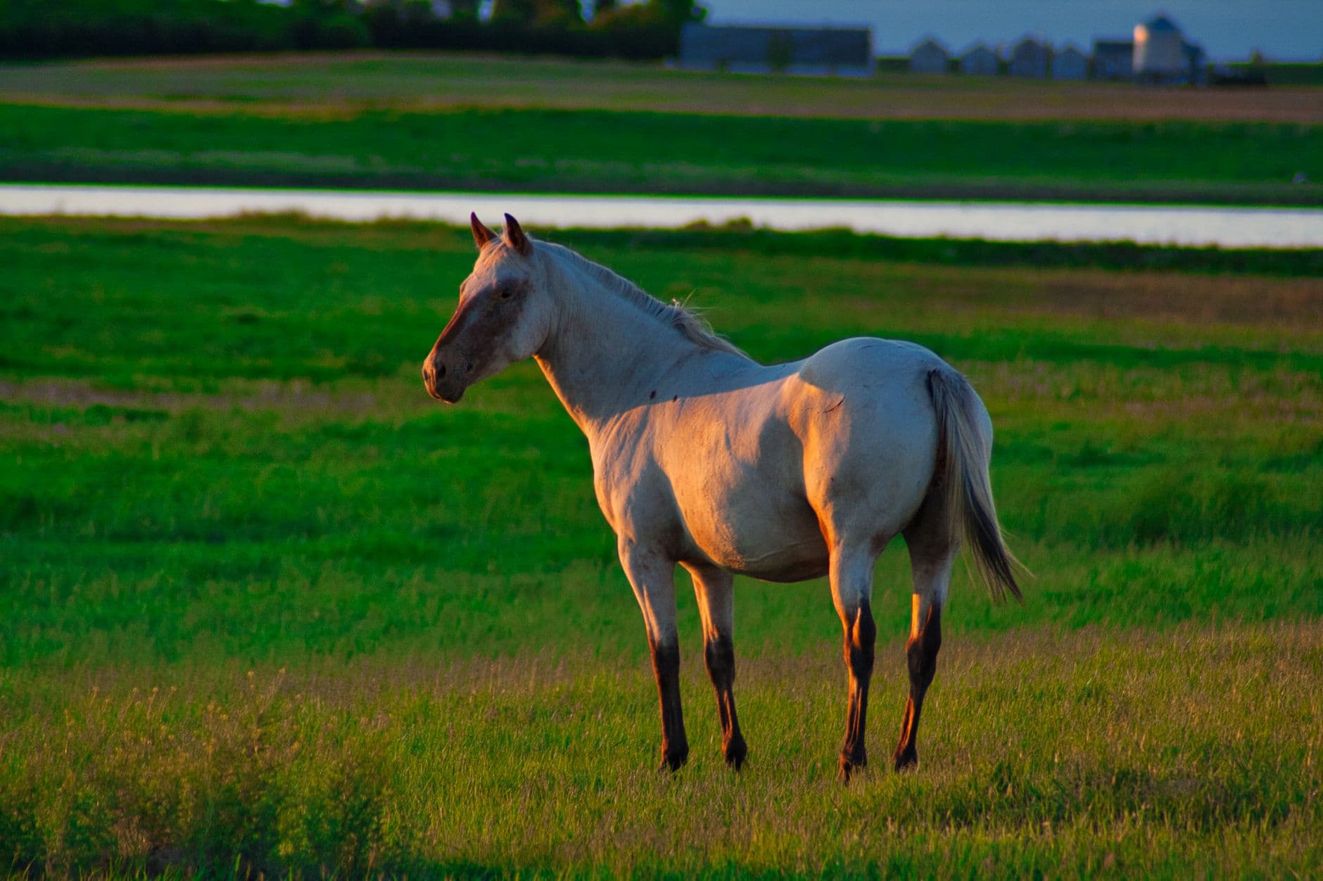 Quarter Horse — A beautiful American Quarter Horse stands in a lush green field during sunset, showcasing nature's serenity.