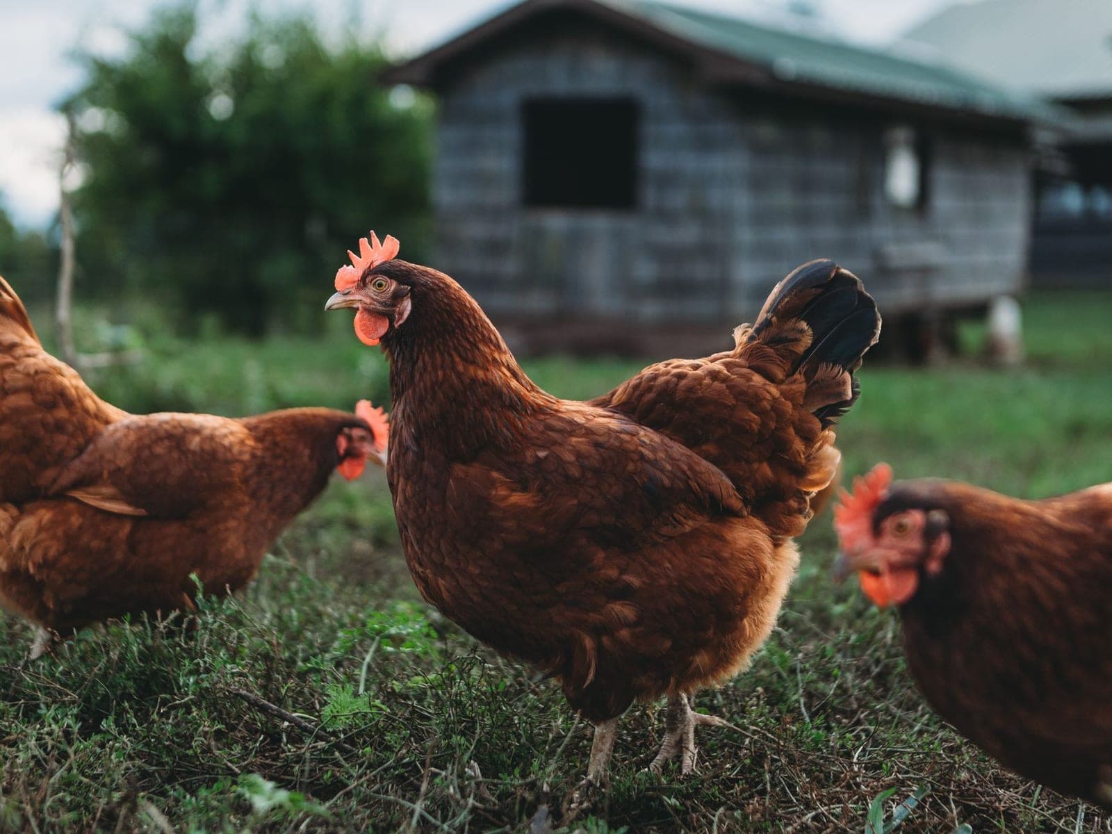 A Rhode Island Red hen with deep mahogany plumage, a single red comb and yellow unfeathered legs, on a farm.