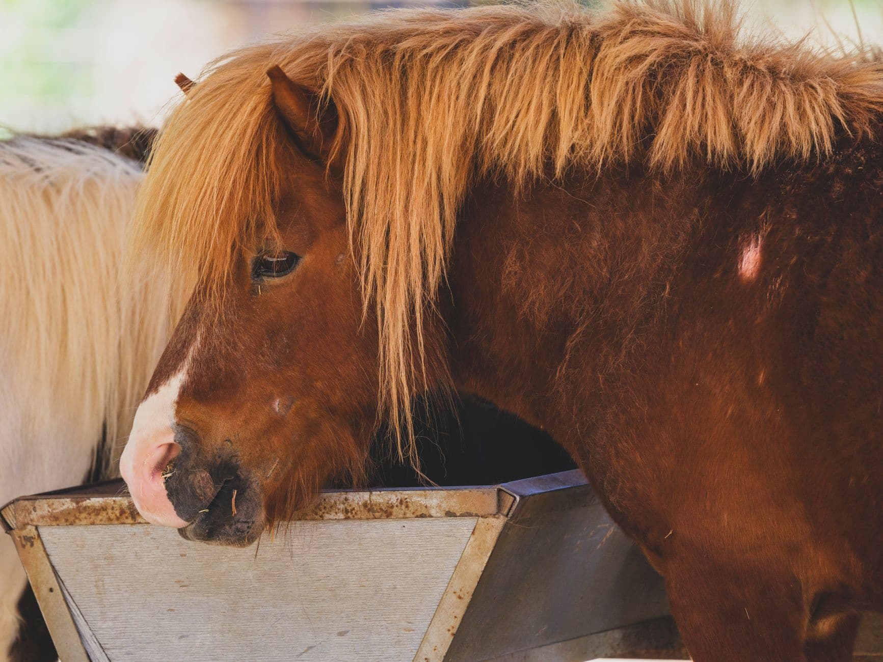 Shetland Pony — A cute brown Shetland pony with a distinct mane eating from a feeder on a sunny day.