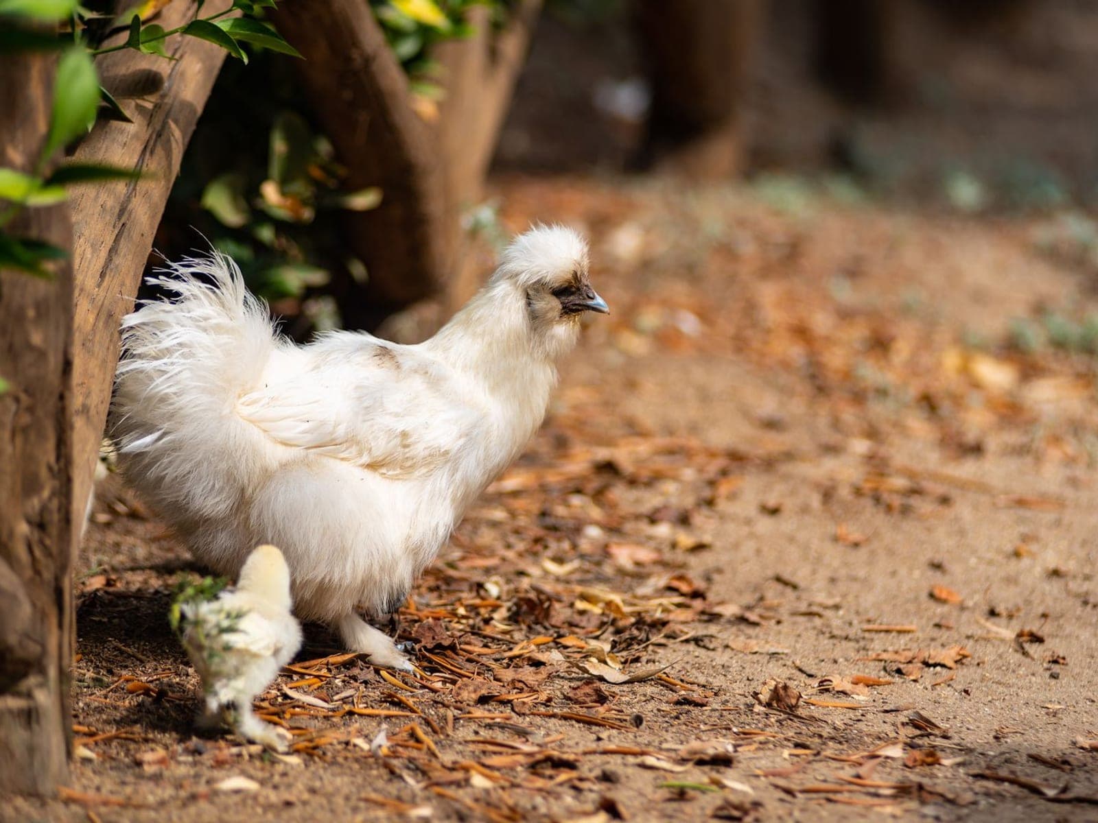 A white Silkie hen with fluffy hair-like plumage and a rounded head crest, walking with a chick.