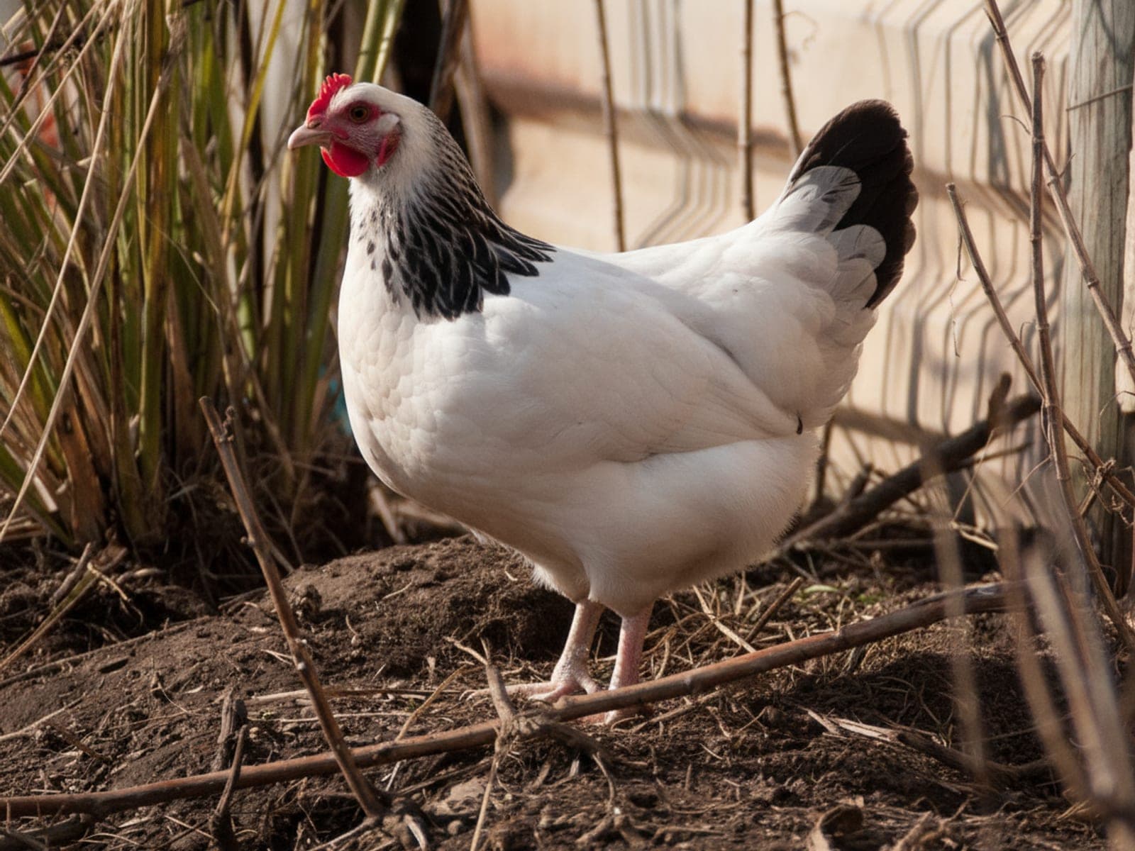 A Light Sussex hen with a white body, black neck hackles, a black tail and pale clean legs, standing in a garden.