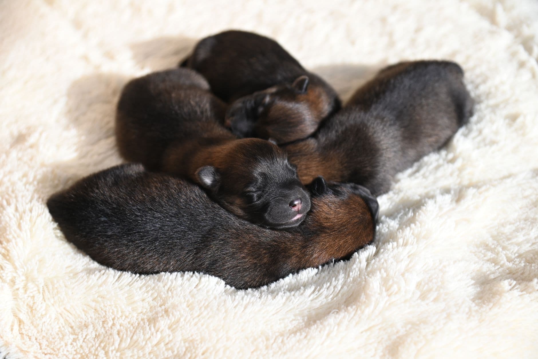 How to Start a Dog Breeding Business