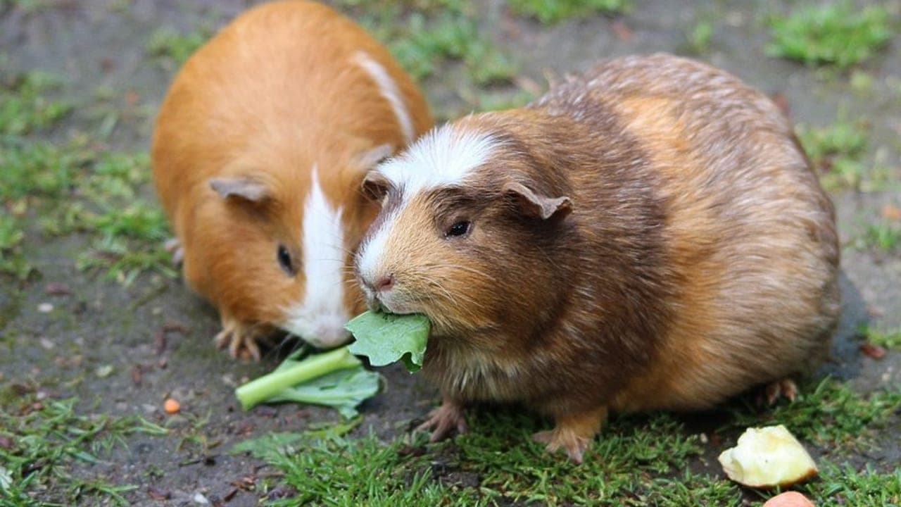 Domestic guinea pig, representative photograph (breed not individually verified)