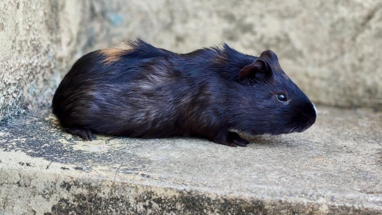 Texel guinea pig breed